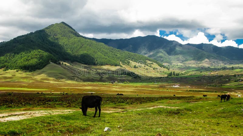 Landscape of mountain Phobjikha valley Himalayas, Bhutan stock photo