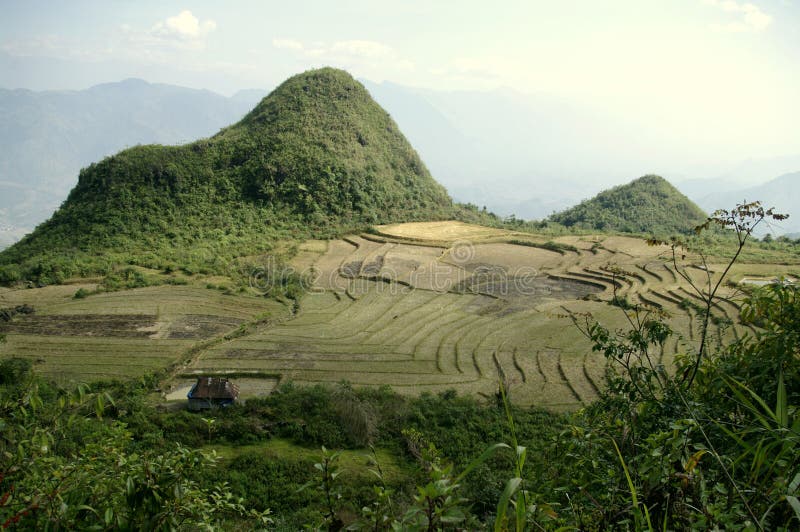 Landscape of mountain rice stock image