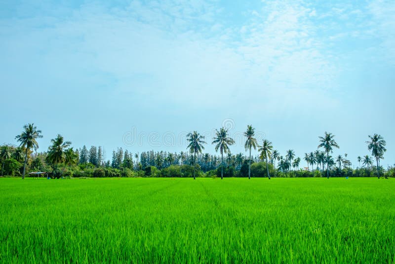 Landscape of Natural Green Paddy or Rice Field with Coconut Tree Stock  Photo - Image of background, landscape: 109166620