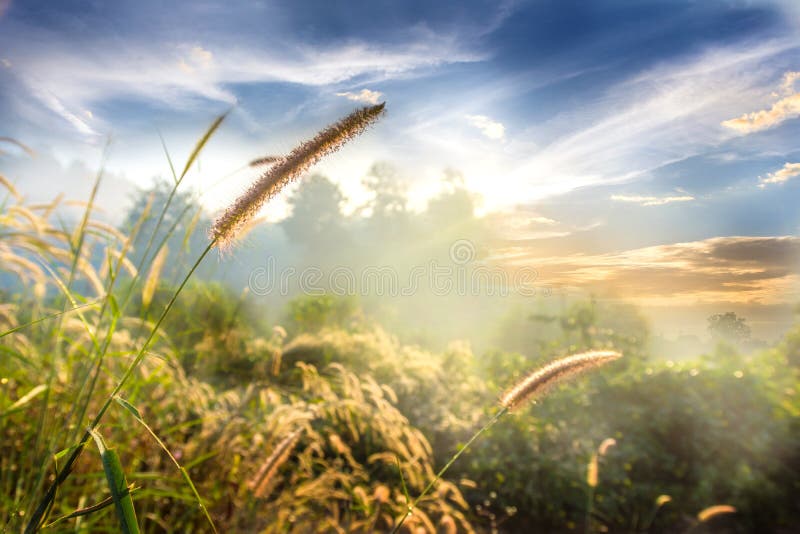 Landscape Nature of flower grass in soft fog with beautiful blue sky and clouds stock images Landscape Nature of flower grass in soft fog with beautiful blue sky and clouds stock images