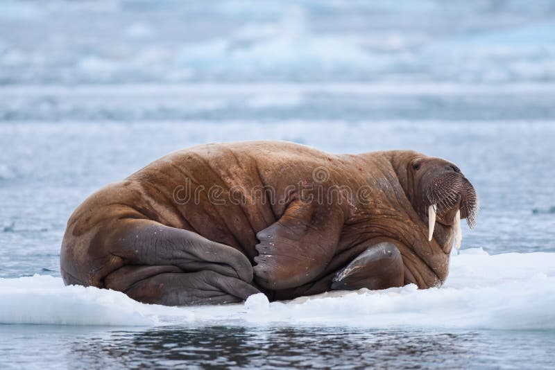 Landscape nature walrus on an ice floe of Spitsbergen Longyearbyen Svalbard arctic winter sunshine day