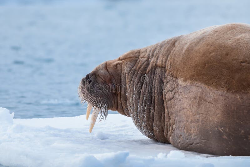 Landscape nature walrus on an ice floe of Spitsbergen Longyearbyen Svalbard arctic winter sunshine day