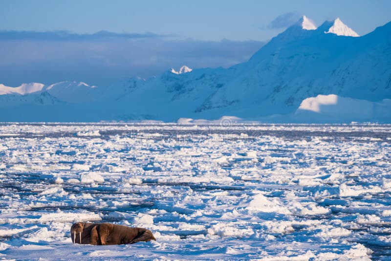 Landscape nature walrus on an ice floe of Spitsbergen Longyearbyen Svalbard arctic winter sunshine day