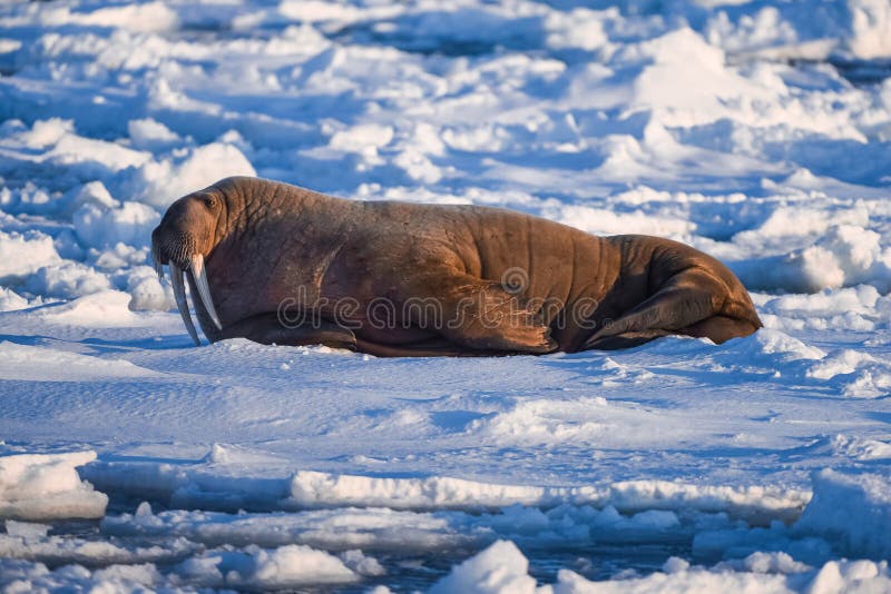 Landscape nature walrus on an ice floe of Spitsbergen Longyearbyen Svalbard arctic winter sunshine day