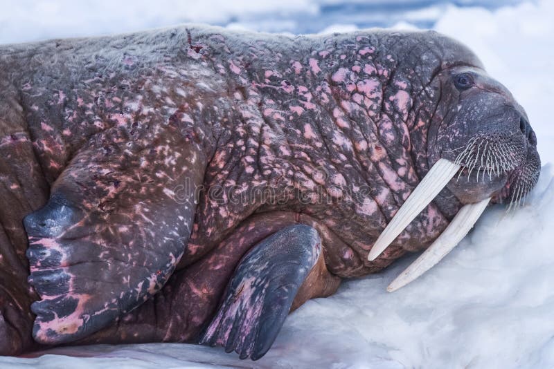 Landscape nature walrus on an ice floe of Spitsbergen Longyearbyen Svalbard arctic winter sunshine day