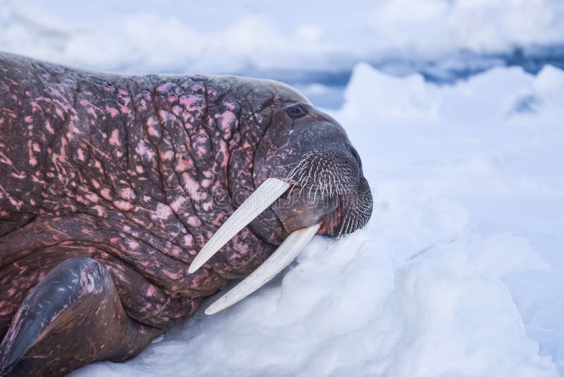 Landscape nature walrus on an ice floe of Spitsbergen Longyearbyen Svalbard arctic winter sunshine day