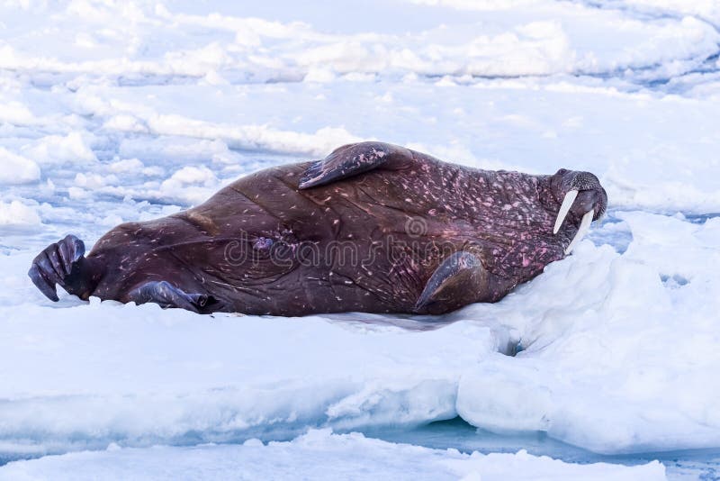 Landscape nature walrus on an ice floe of Spitsbergen Longyearbyen Svalbard arctic winter sunshine day