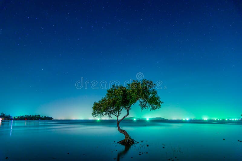 Landscape of Night sky with stars and silhouette mangrove tree i