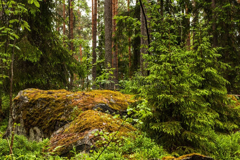 Karelian forest after rain