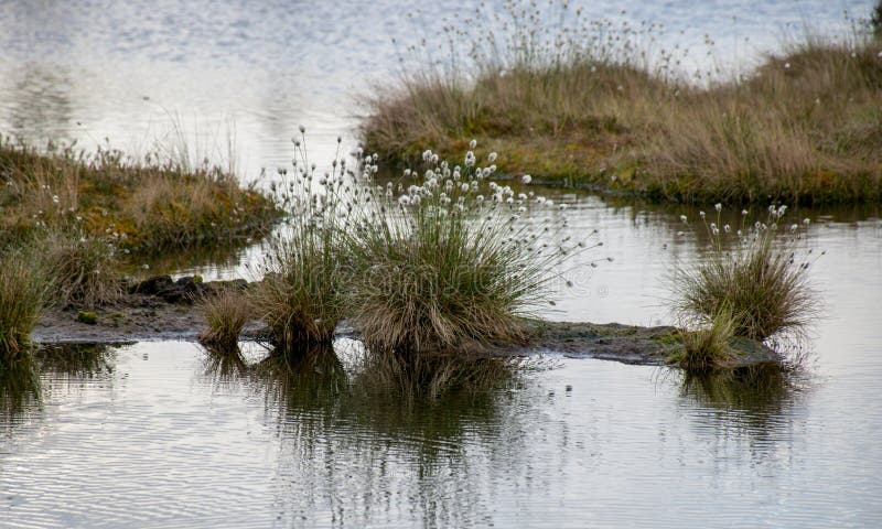 Landscape with Old Peat Bog and Swamp Vegetation, Niedraju Pilka Bog, Latvia Stock Photo - Image of lake, marshland: 184992738 Landscape with Old Peat Bog and Swamp Vegetation, Niedraju Pilka Bog, Latvia Stock Photo - Image of lake, marshland: 184992738
