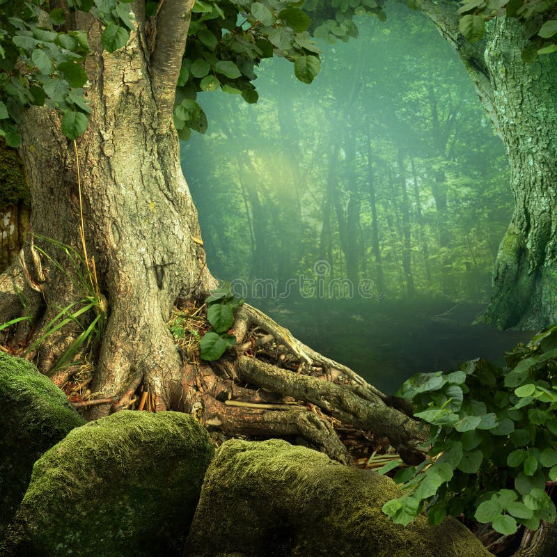 Landscape with old tree, roots, mossy stones, blue haze