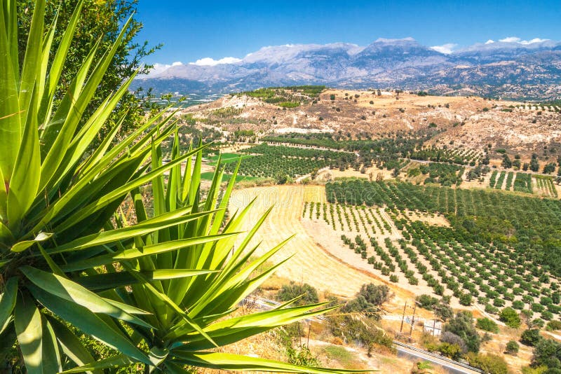 Landscape with olive trees and mountains on the background