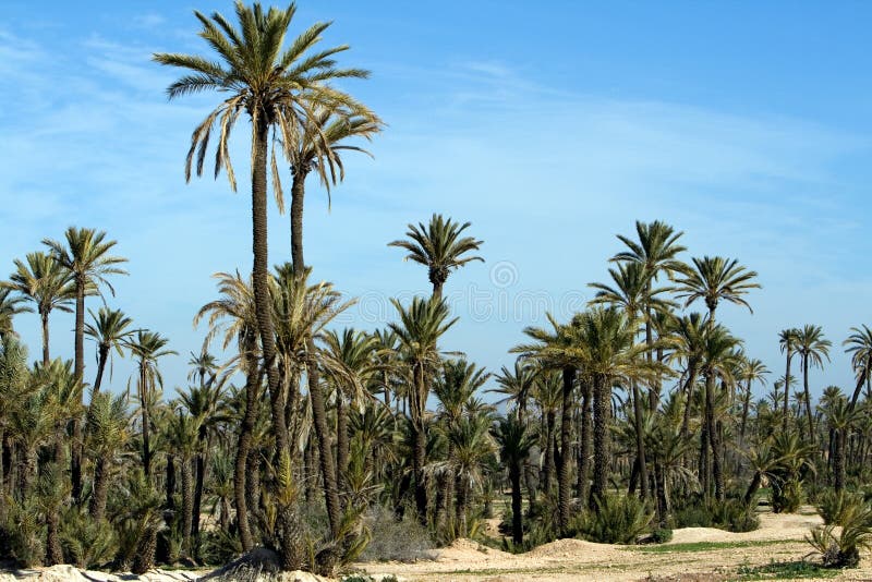 Landscape With Palm Trees Near Marrakech