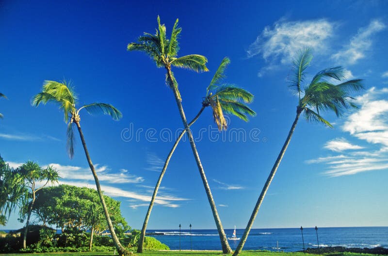 Landscape of Palm Trees with Ocean, Kauai, HI Stock Image Image of