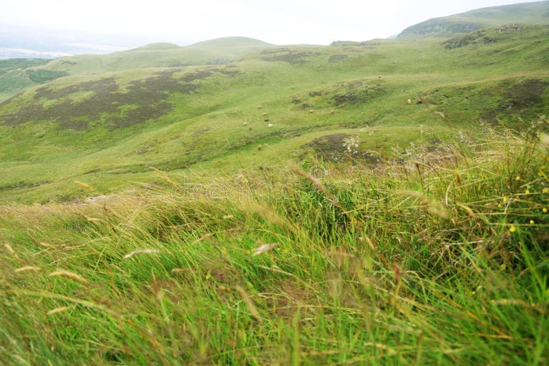 Highland Grass with Cows royalty free stock photography Highland Grass with Cows royalty free stock photography