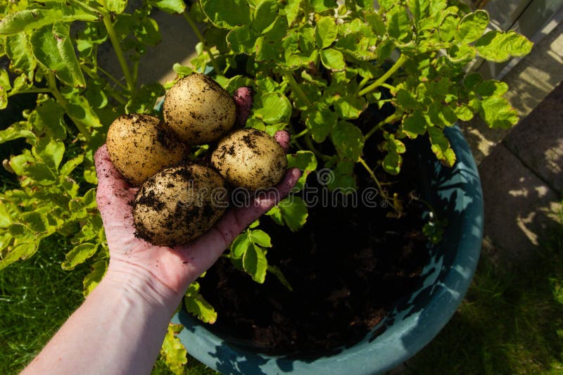 De fresco eligió papas maceta un adulto en jardín.