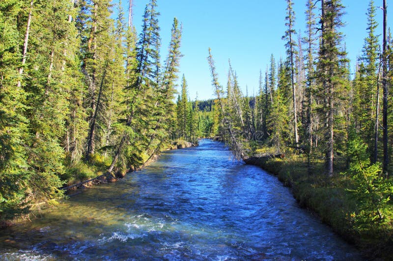 Landscape with pine trees in mountains and a river in front flowing to lake