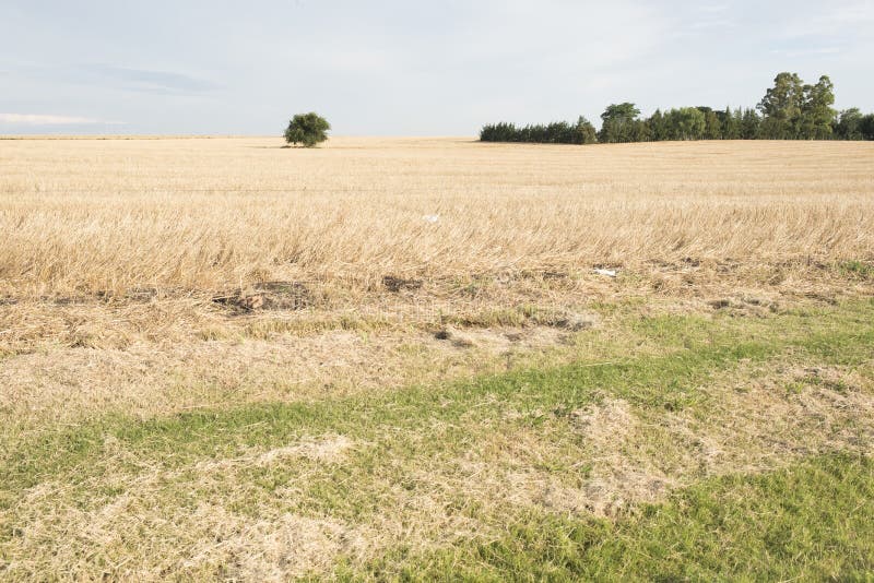 Landscape, plain with dry plants and trees and shrubs on the horizon royalty free stock images