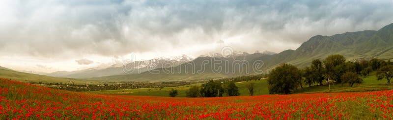 Landscape of poppies