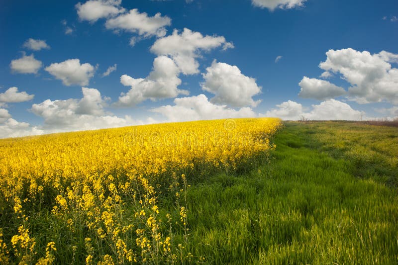 Landscape with rapeseed flowers