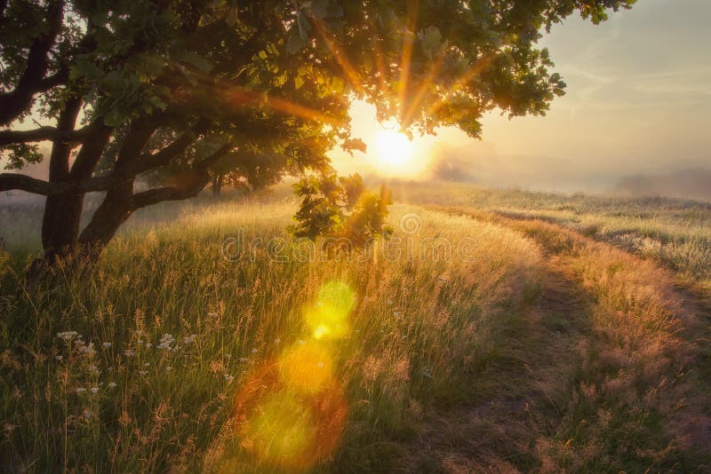 Landscape rays of sun through branches of tree. early autumn on morning sunrise Solar glare stock image Landscape rays of sun through branches of tree. early autumn on morning sunrise Solar glare stock image