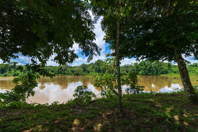 Landscape River Photo of The Suriname River And Green Foliage