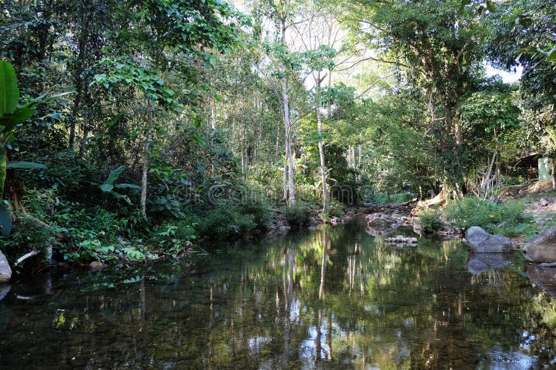 Landscape of river and tree. Background and texture of nature. royalty free stock photography