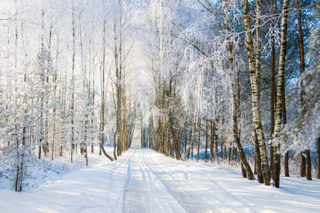 32,344 Winter Birch Trees Stock Photos - Free & Royalty-Free Stock ...