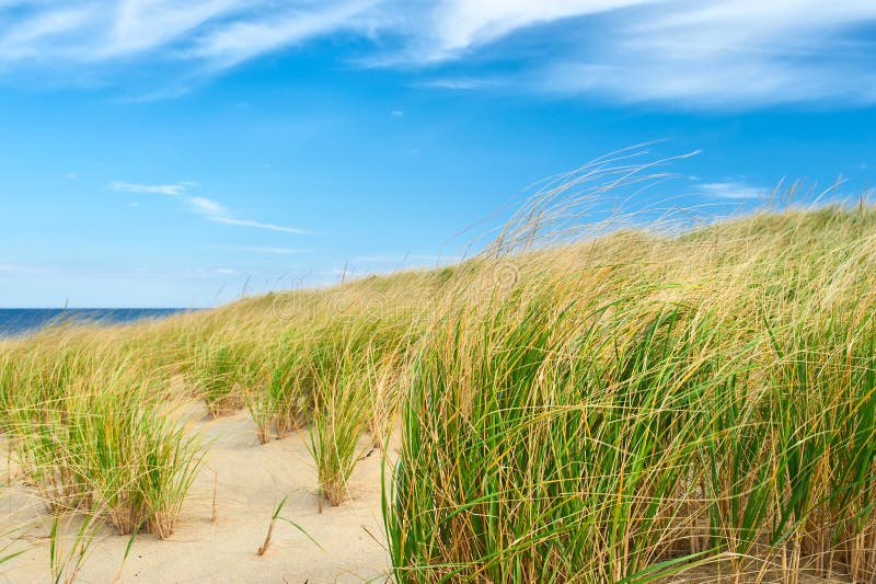 Landscape with Sand Dunes at Cape Cod Stock Image Image of beauty
