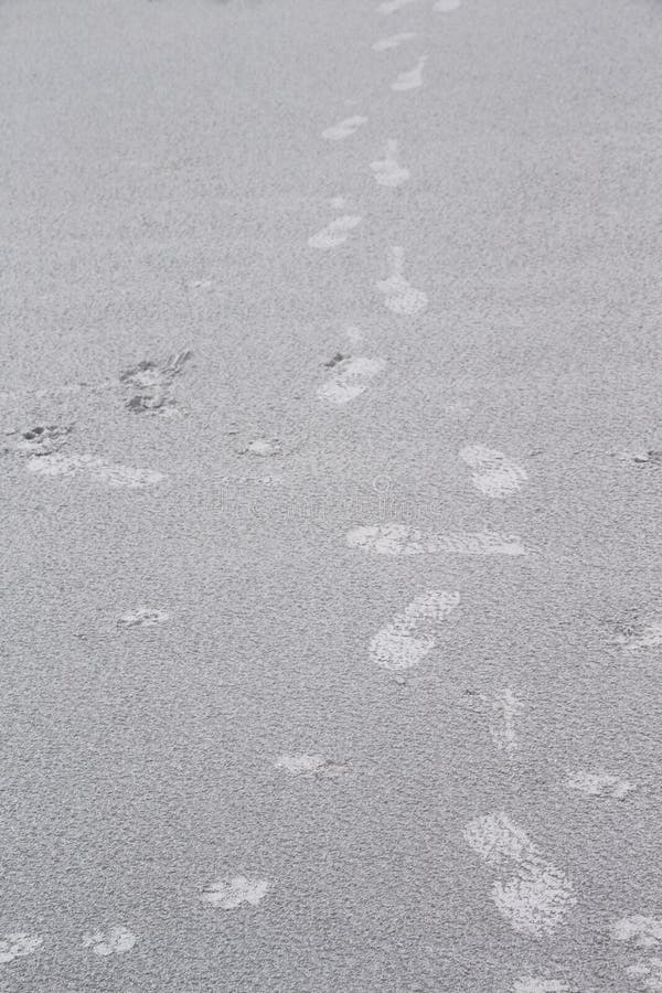 Landscape sandy beach with traces of shoes and dog footprints patterns , nature background stock photography Landscape sandy beach with traces of shoes and dog footprints patterns , nature background stock photography