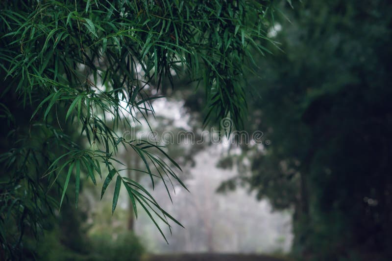Landscape scenery of bamboo tunnel with road pass through stock images Landscape scenery of bamboo tunnel with road pass through stock images