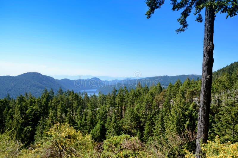 Landscape of the sea bay surrounded by mountains and coniferous forest. Spruce trees in the foreground royalty free stock photo Landscape of the sea bay surrounded by mountains and coniferous forest. Spruce trees in the foreground royalty free stock photo