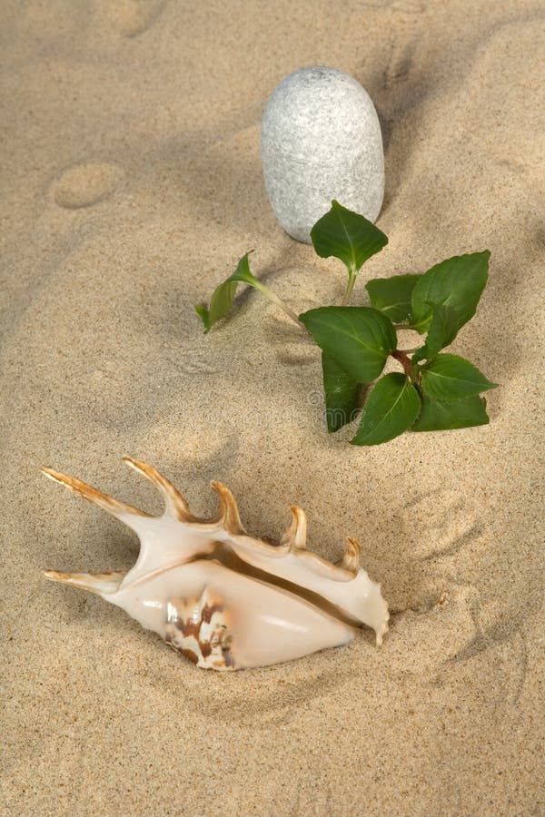 Landscape with seashell and stones on sky