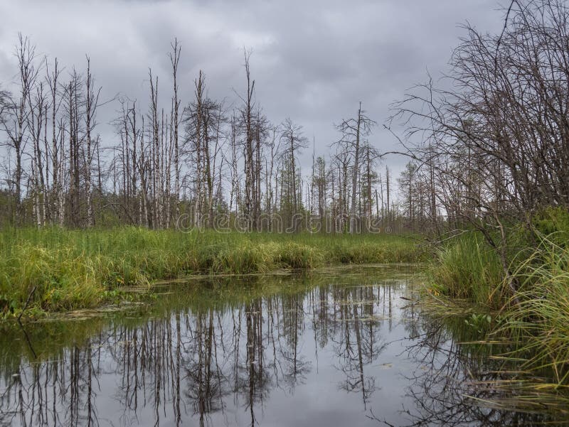 Landscape Of Severe Fragile Pristine Karelian Nature With River Images, Photos, Reviews