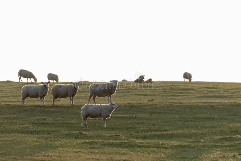 Landscape with sheep in backlight