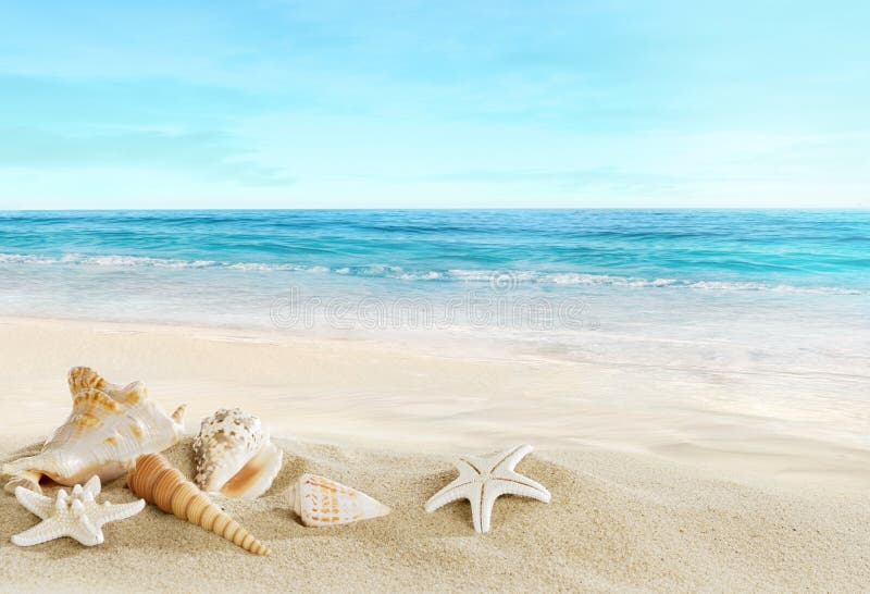 Landscape with shells on tropical beach