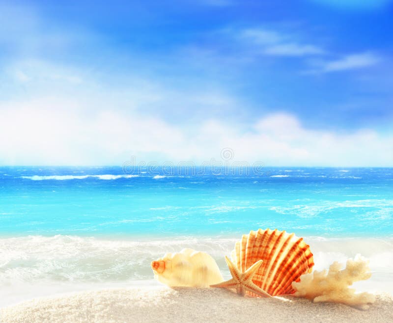 Landscape with Shells on Tropical Beach Stock Image - Image of ...