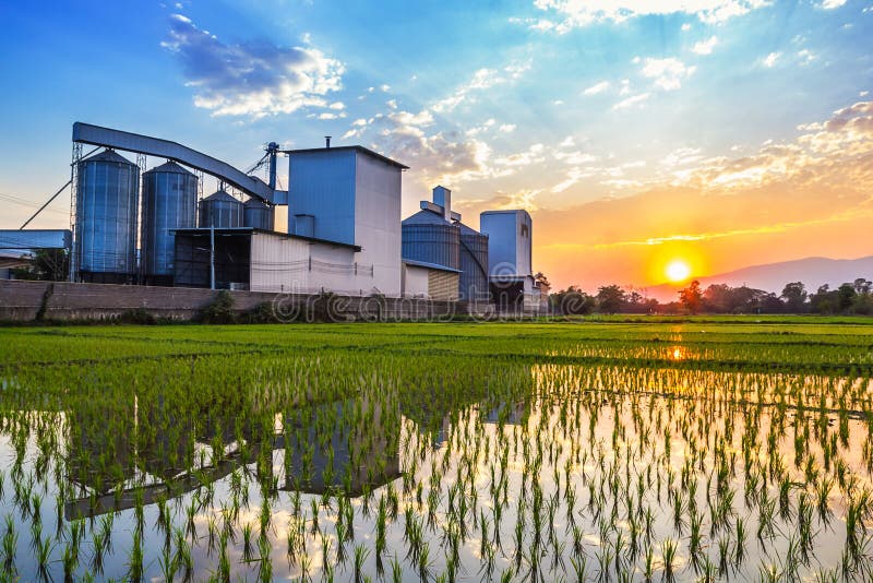 Landscape Shot Rice Mill with Reflection and Sunset Stock Photo Image