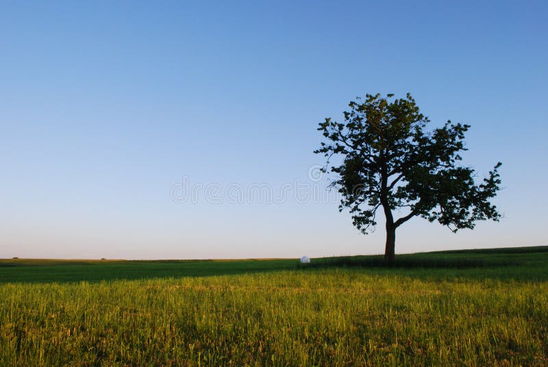 Landscape in the spring