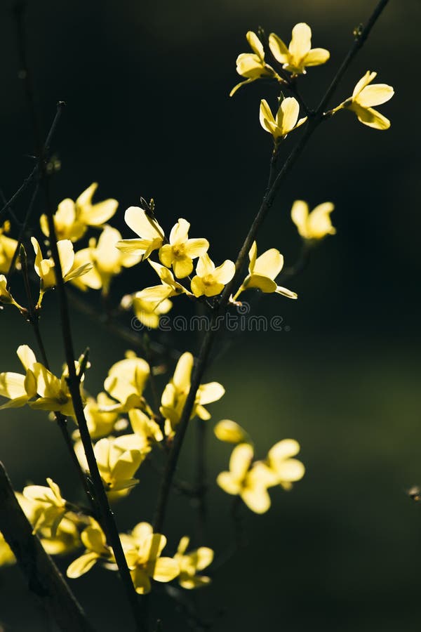 Landscape with Spring Light, Parks and Flowers. Stock Image - Image of ...