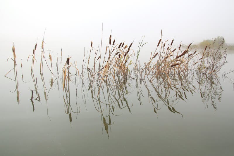 Landscape with stems of reeds reflected in water stock photo