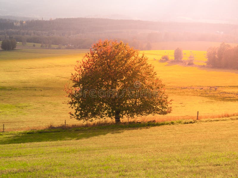 Landscape of Sumava with lonesome tree in the middle of meadow, Czech Republic