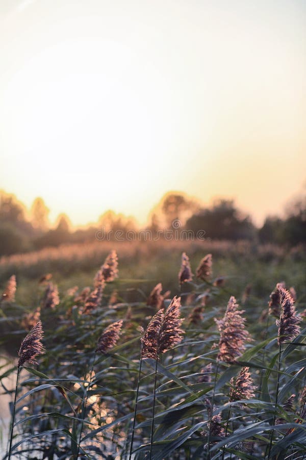 Landscape is summer. Green trees and grass in a countryside land. Environment, background.