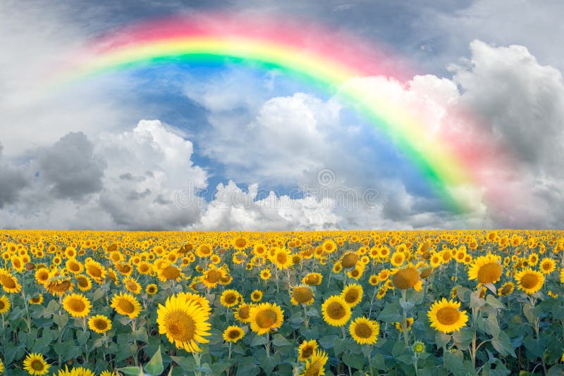 Summer beautiful landscape with big sunflowers field and blue sky with clouds and rainbow. Summer beautiful landscape with big sunflowers field and blue sky with clouds and rainbow
