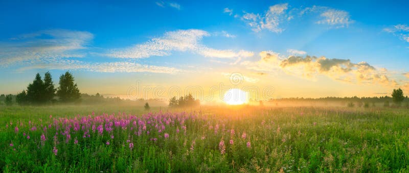 Landscape with the sunrise, a blossoming meadow panorama