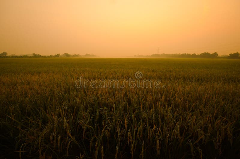Sunset on green rice farm