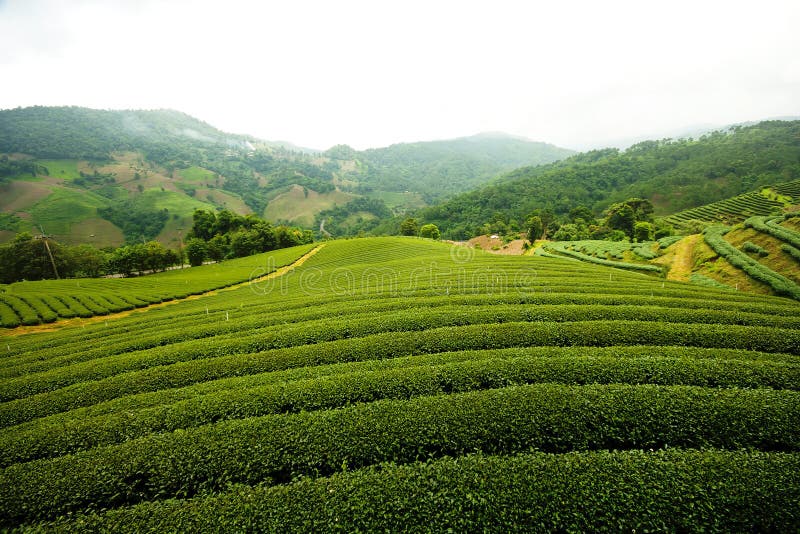 Landscape of Tea Field