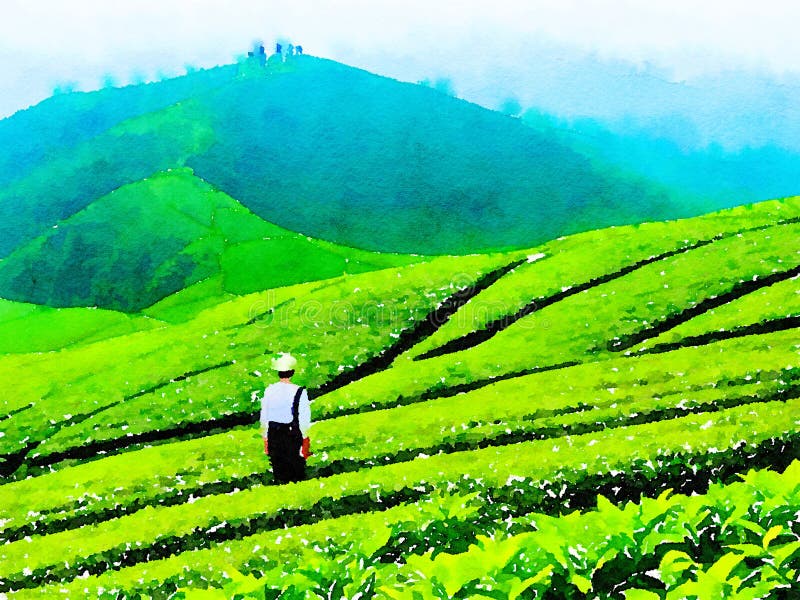 Tea Plantation Watercolor Stock Illustrations 145 Tea Plantation