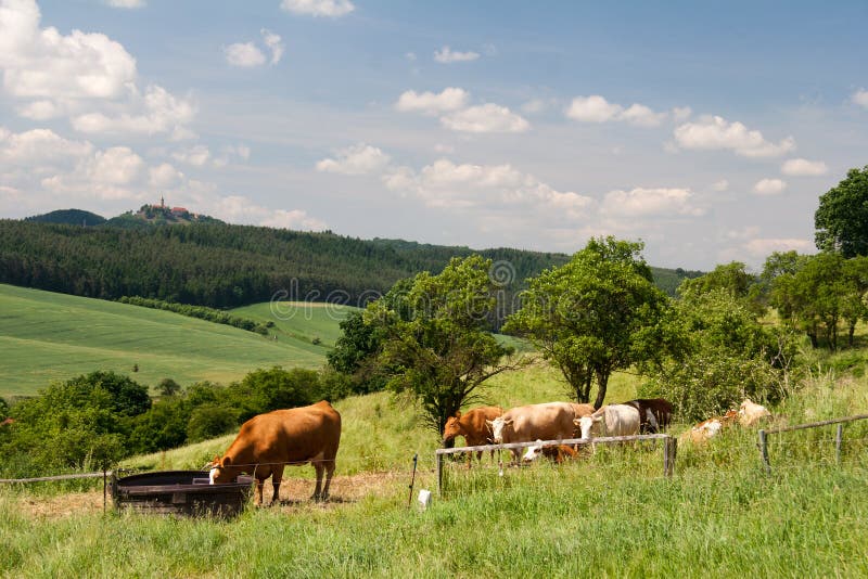 Landscape Thuringia with cow