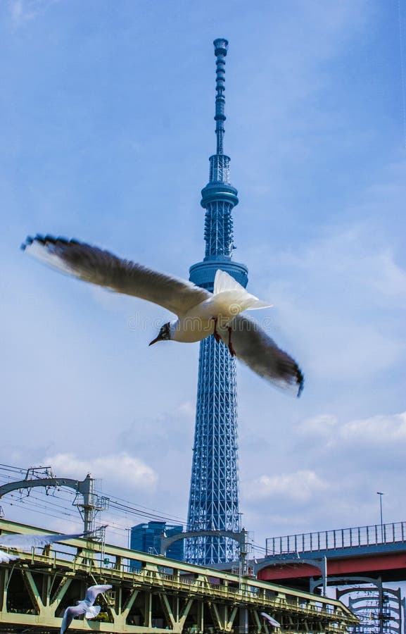 Landscape with Tokyo Sky Tree. Shooting Location:Sumida -ku, Tokyo